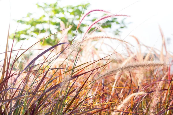 Licht door zomer gras bokeh natuurlijke achtergrond — Stockfoto