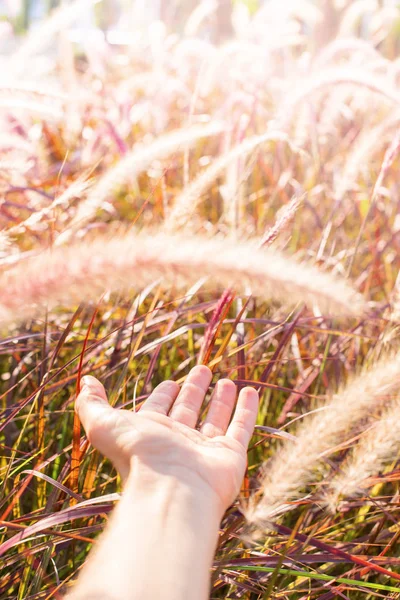 Mão toque natureza Manhã luz através de grama suave — Fotografia de Stock