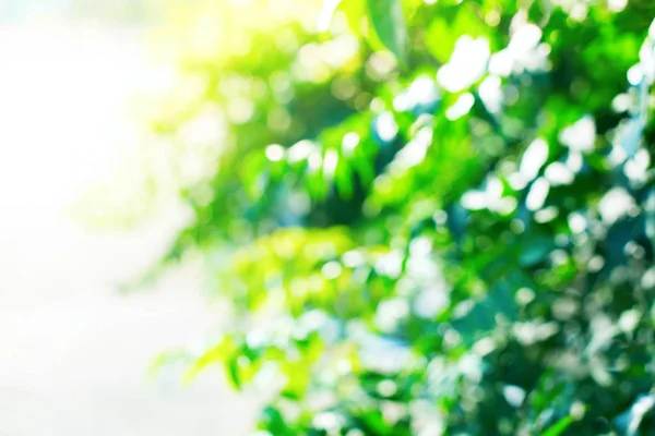 Утренний свет сквозь летний зеленый голиаж. природный — стоковое фото