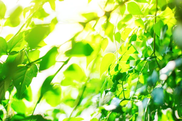 Luz de la mañana a través de goliage verde verano. Naturales —  Fotos de Stock