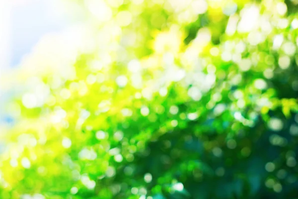 Luz de la mañana a través de goliage verde verano. Naturales — Foto de Stock
