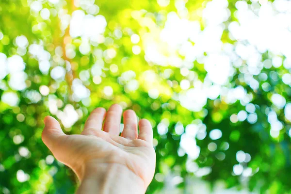 Berühren Sie die Natur von Hand. Morgenlicht durch Laub — Stockfoto