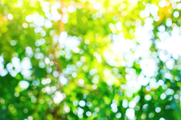 Утренний свет сквозь летний зеленый голиаж. природный — стоковое фото