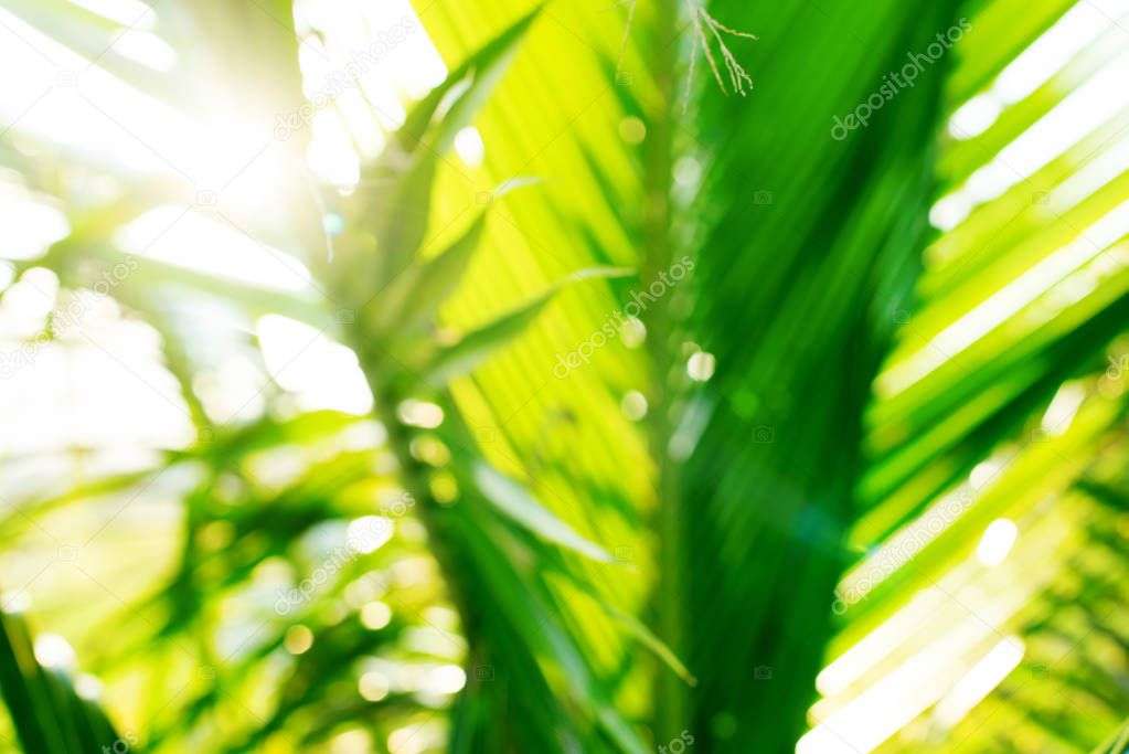 Leaves of coconut palm tree with sun across leaves