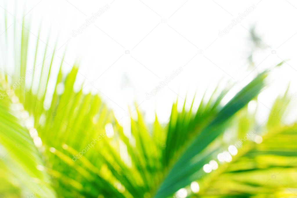 Defocused exotic young growing coconut palm tree