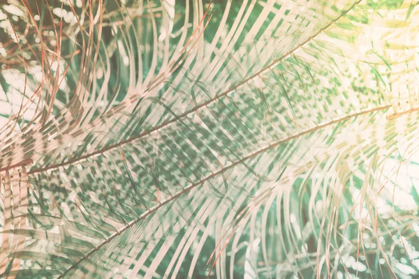 Natuurlijke decor van de geometrische kunst palm patroon Toned — Stockfoto