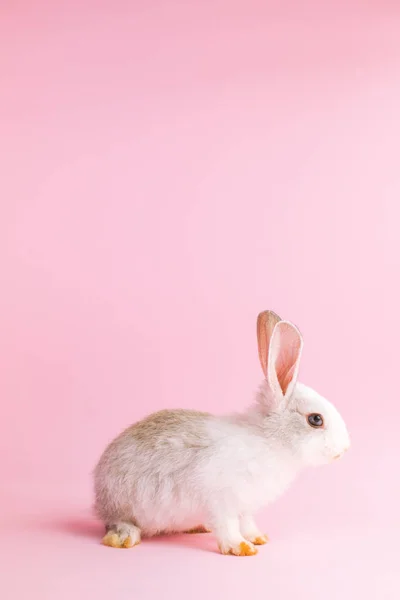 Pequeño conejo manso sobre fondo rosa. Mascota enana —  Fotos de Stock