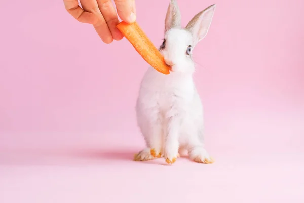 ニンジンピンクの背景を食べる小さな飼いならされたウサギ — ストック写真