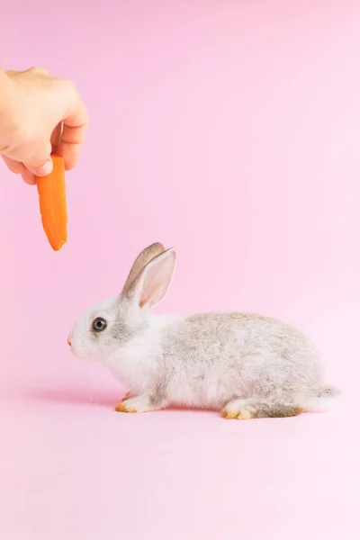 Piccolo coniglio addomesticato mangiare una carota sfondo rosa — Foto Stock