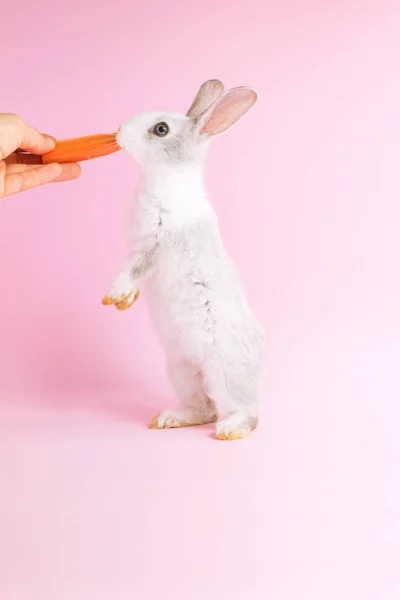 Pequeno coelho domesticado comendo um fundo rosa cenoura — Fotografia de Stock