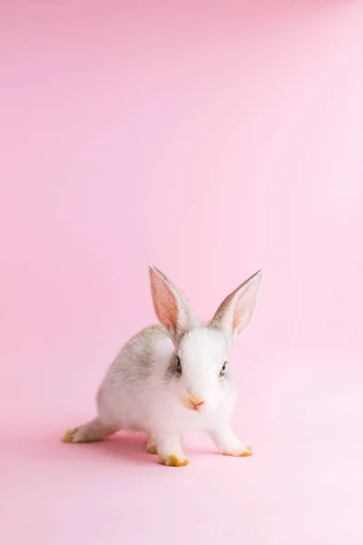 Pequeño conejo manso sobre fondo rosa. Mascota enana — Foto de Stock