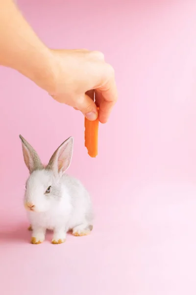 Pequeno coelho domesticado comendo um fundo rosa cenoura — Fotografia de Stock
