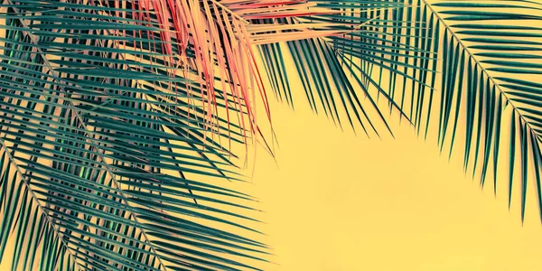 Variaties tropische Palm bladeren platte lay Top View — Stockfoto