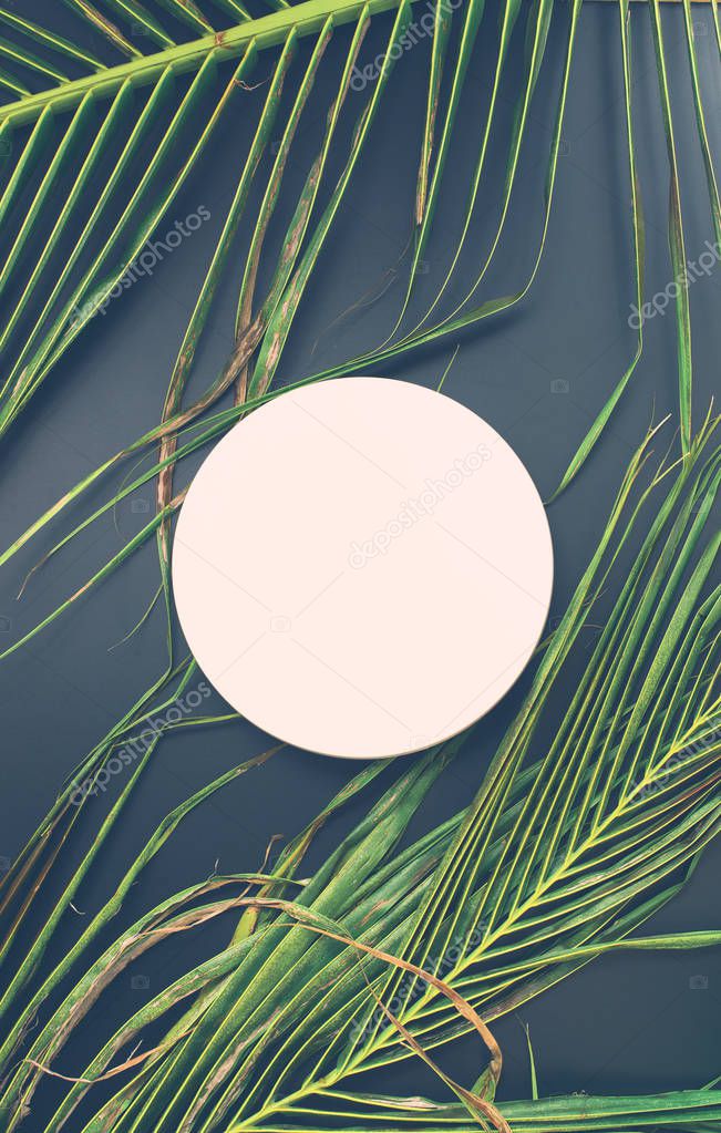 White circle basis and palms leaf on dark design