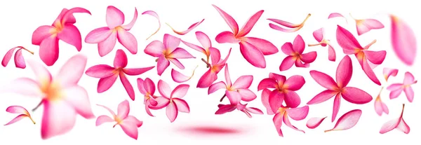 Petali di fiori di plumeria o frangipani rosa che volano — Foto Stock