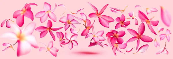 Petali di fiori di plumeria o frangipani rosa che volano — Foto Stock