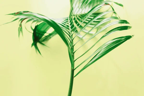 Variations tropical palms leaves Background flat lay — Stock Photo, Image