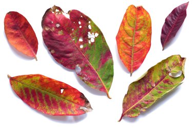 Sarı kırmızı sonbahar beyaz üst görünüm arka plan bırakır