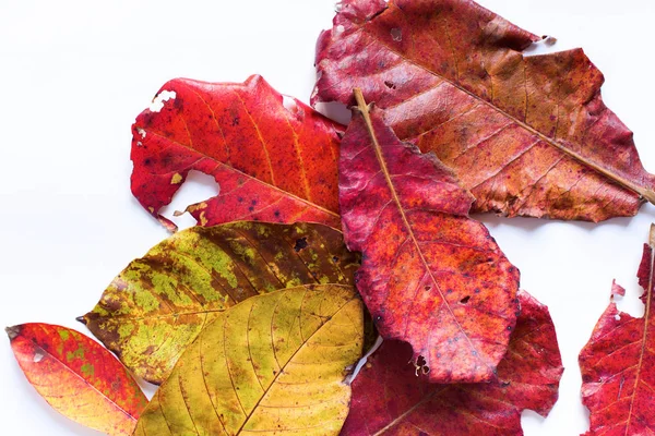 Jaune rouge automne feuilles blanc vue du dessus fond — Photo