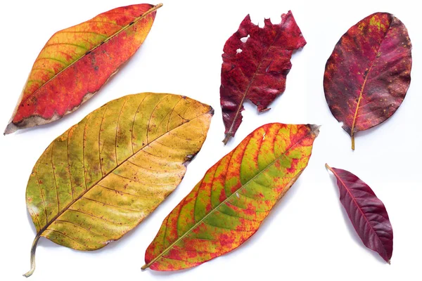 Jaune rouge automne feuilles blanc vue du dessus fond — Photo