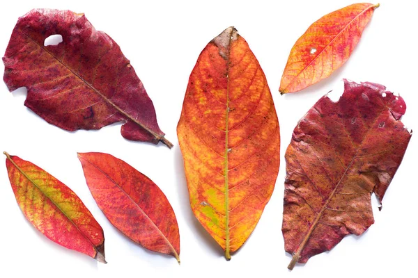 Jaune rouge automne feuilles blanc vue du dessus fond — Photo