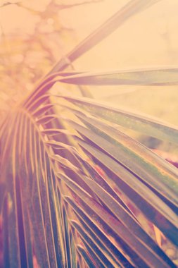 Tropikal arka plan palmiye ağaçları sabah güneş ışığı