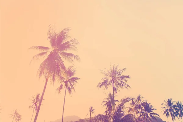 Tropische palm bomen ochtend zon achtergrondverlichting — Stockfoto