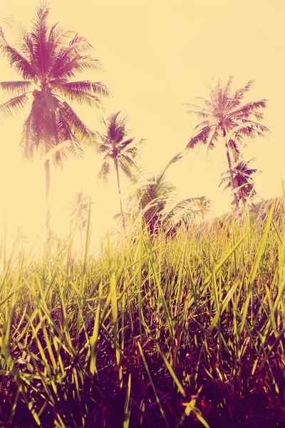 Trópusi pálma fák reggel nap háttérfény — Stock Fotó