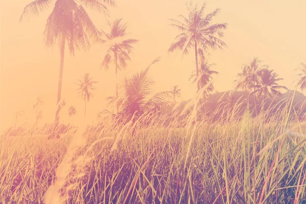 Tropical palm stromy ranní slunce podsvícení — Stock fotografie