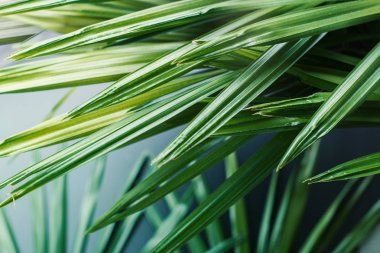 tropikal bitki palmiye yapraklarından doğal desen