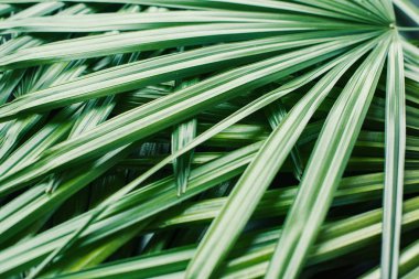 tropikal bitki palmiye yapraklarından doğal desen