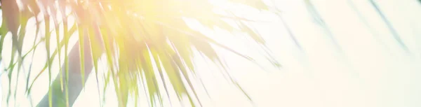 Palm bomen jungle blauwe hemel lichteffect natuur tropisch — Stockfoto