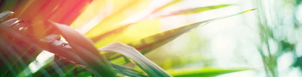 Tropischen Hintergrund Wald Palmen Äste Sonne — Stockfoto