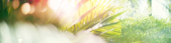 Mavi gökyüzünde doğa ormanda Palmiye yeşil tropikal yaprak — Stok fotoğraf