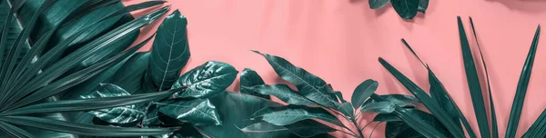 Folhas Palma Verde Tropical Flat Lay Sobre Fundo Rosa Composição — Fotografia de Stock