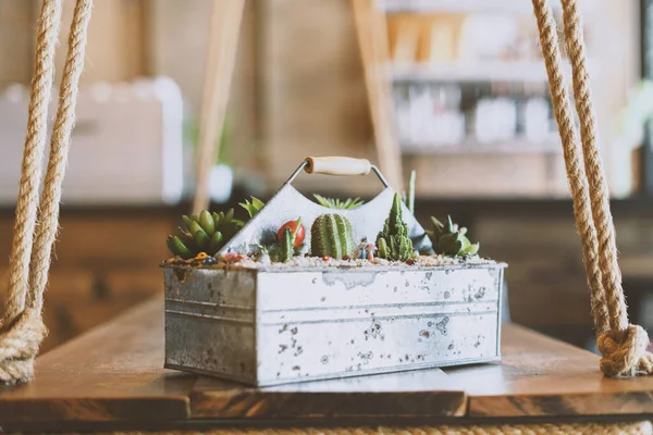 Close Decor Van Cafe Succulents Cactus Planten Metalen Doos Opknoping — Stockfoto