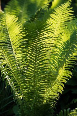 Fern bahçede batan güneşin ışınları tarafından yaktı