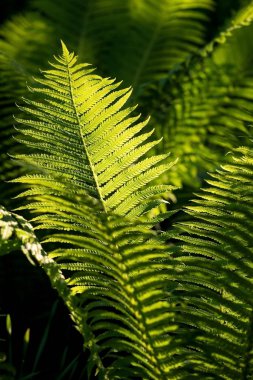 Fern bahçede batan güneşin ışınları tarafından yaktı