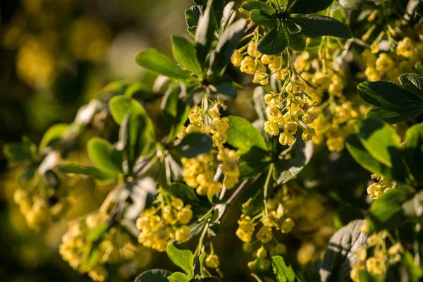Agracejo Ramas Con Inflorescencias Flores Amarillas — Foto de Stock