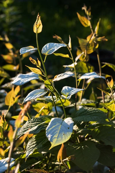 Ramita Actinidia Jardín Iluminado Por Sol Poniente — Foto de Stock