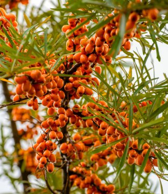 Deniz cehri şube olgun portakal çilek ile