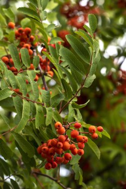 Orman rowan ile olgun meyveler demet