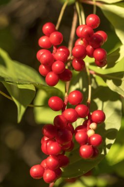 Kırmızı chinensis schizandra meyve yeşil dalda asılı. 