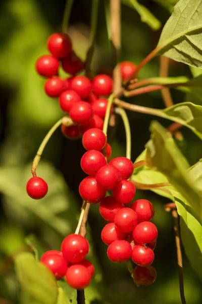 Piros Chinensis Schizandra Gyümölcsök Lóg Zöld — Stock Fotó