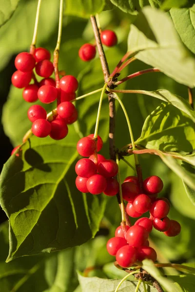 Piros Chinensis Schizandra Gyümölcsök Lóg Zöld — Stock Fotó