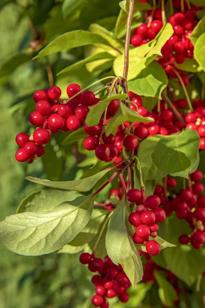 Rød Chinensis Skizandra Frugter Hængende Grøn Gren - Stock-foto