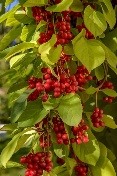 Červená Chinensis Schizandra Ovoce Které Visí Zelenou Větev Stock Obrázky