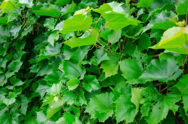 Hâlâ yeşil yapraklı olgun üzümler yok.