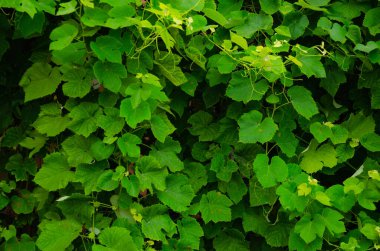 Hâlâ yeşil yapraklı olgun üzümler yok.