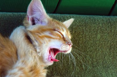 Uykulu Pers kedisi esniyor ve beyaz battaniyeye uzanıyor. Boşluğu kopyala ve seçici odak.